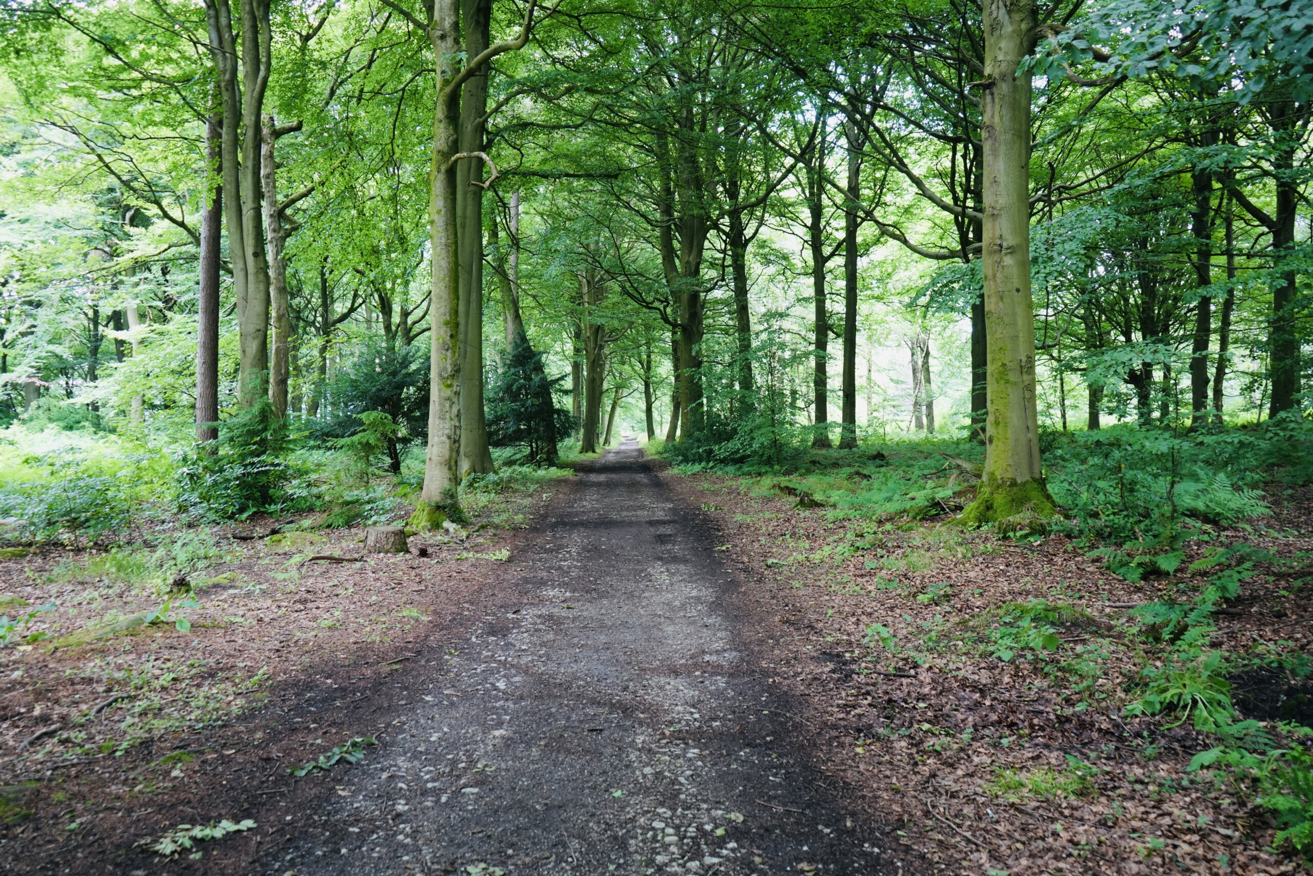 Ancient Stand Wood in Chatsworth, dating back to medieval times.