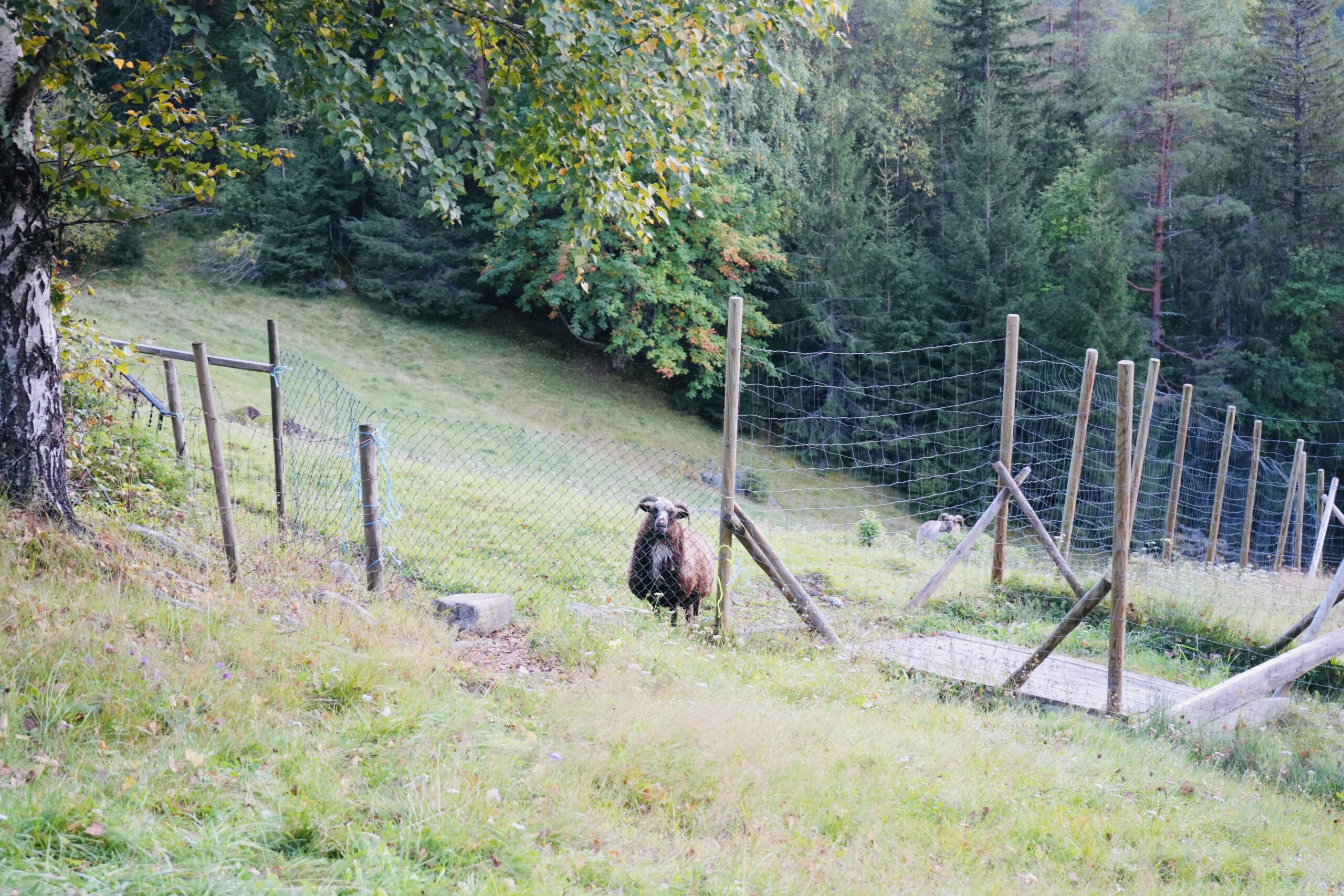 Sheep_At_The_Cabin Sheep at the cabin in Nesbyen