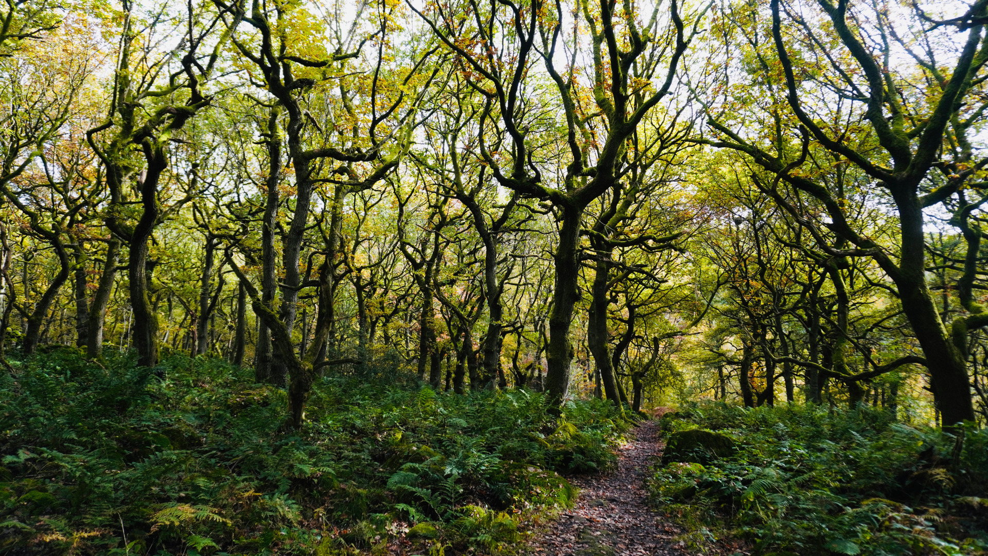 Padley Gorge Trees