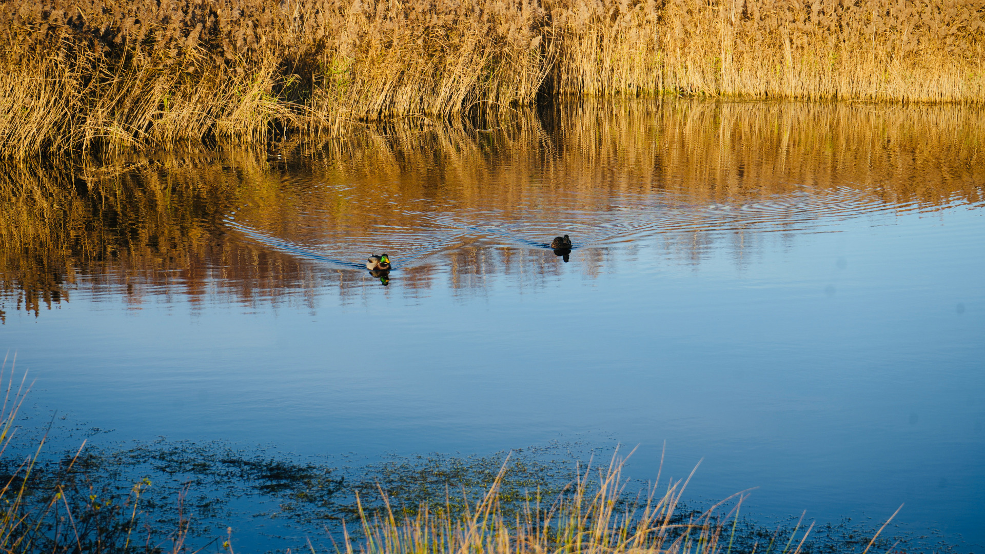 Gedling_Country_Park_Lake The Lagoons at Gedling Country Park