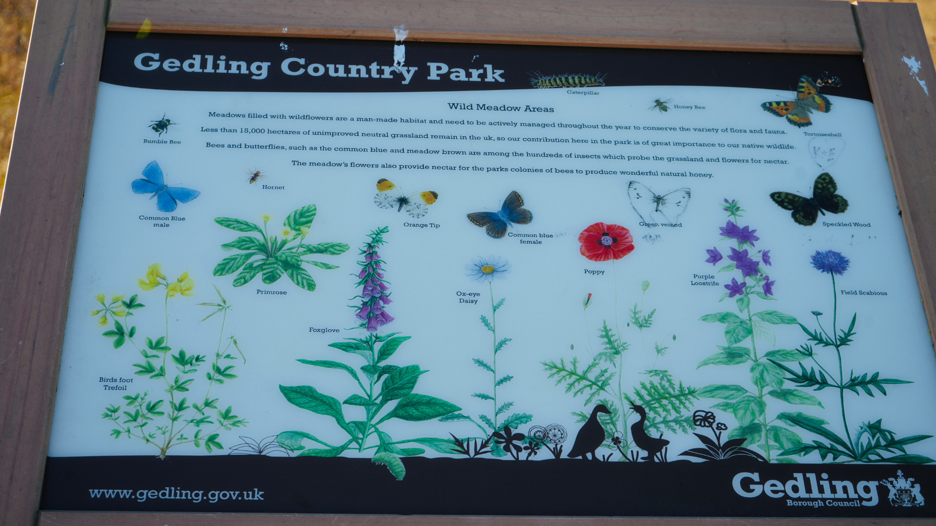 Wild_Meadow_Area_Gedling_Country_Park Wild Meadow Area at Gedling Country Park