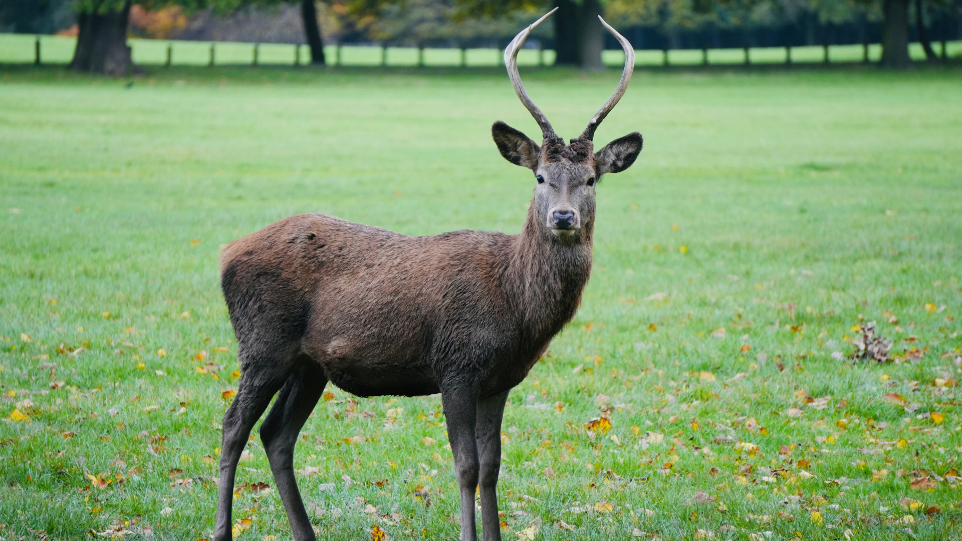 Deer at Wollaton Hall