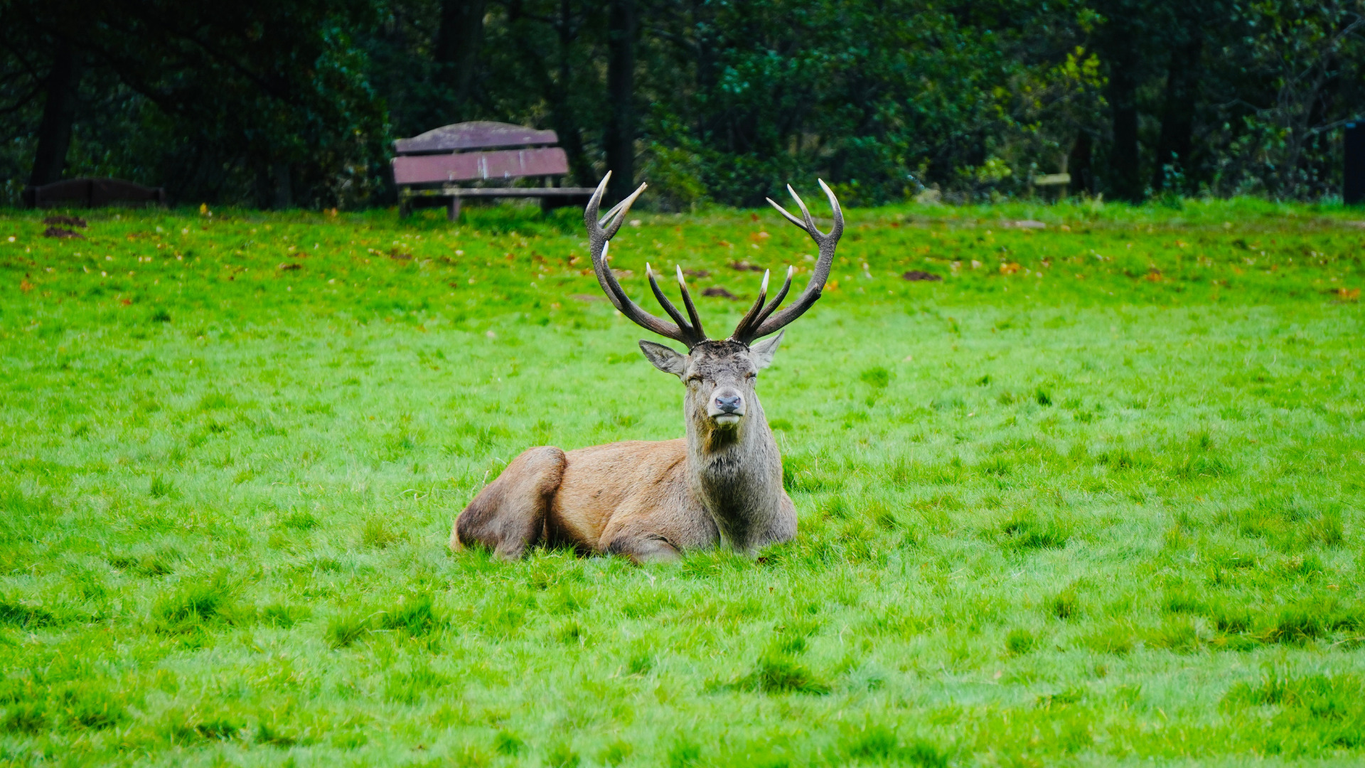 A Deer At Wollaton Park In Nottingham.
