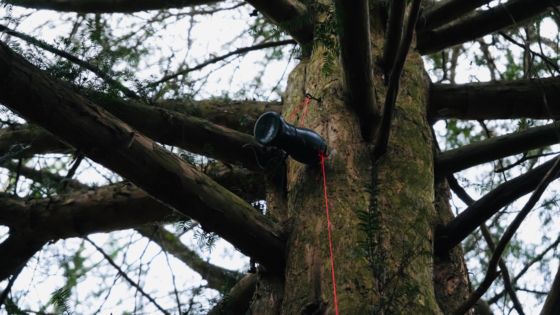 Geocache In A Tree A Geocache High In A Tree In Clumber Park, Nottinghamshire