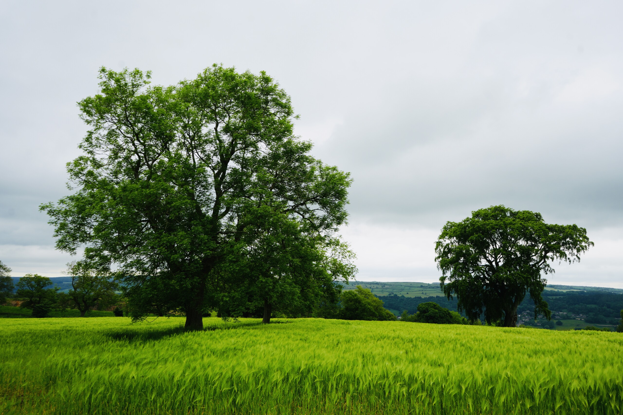 Views near the nine stone ladies walk