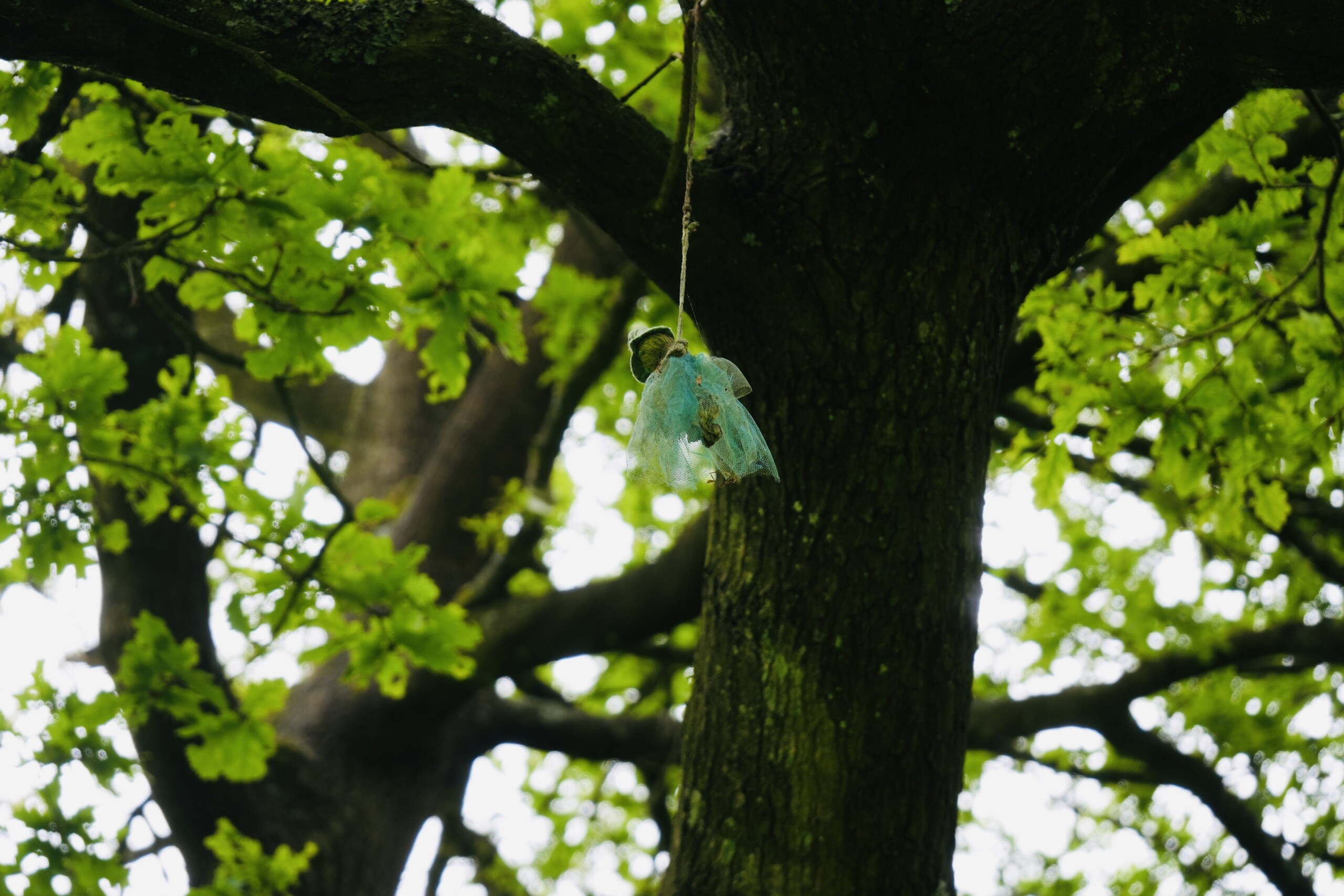Hanging Witch