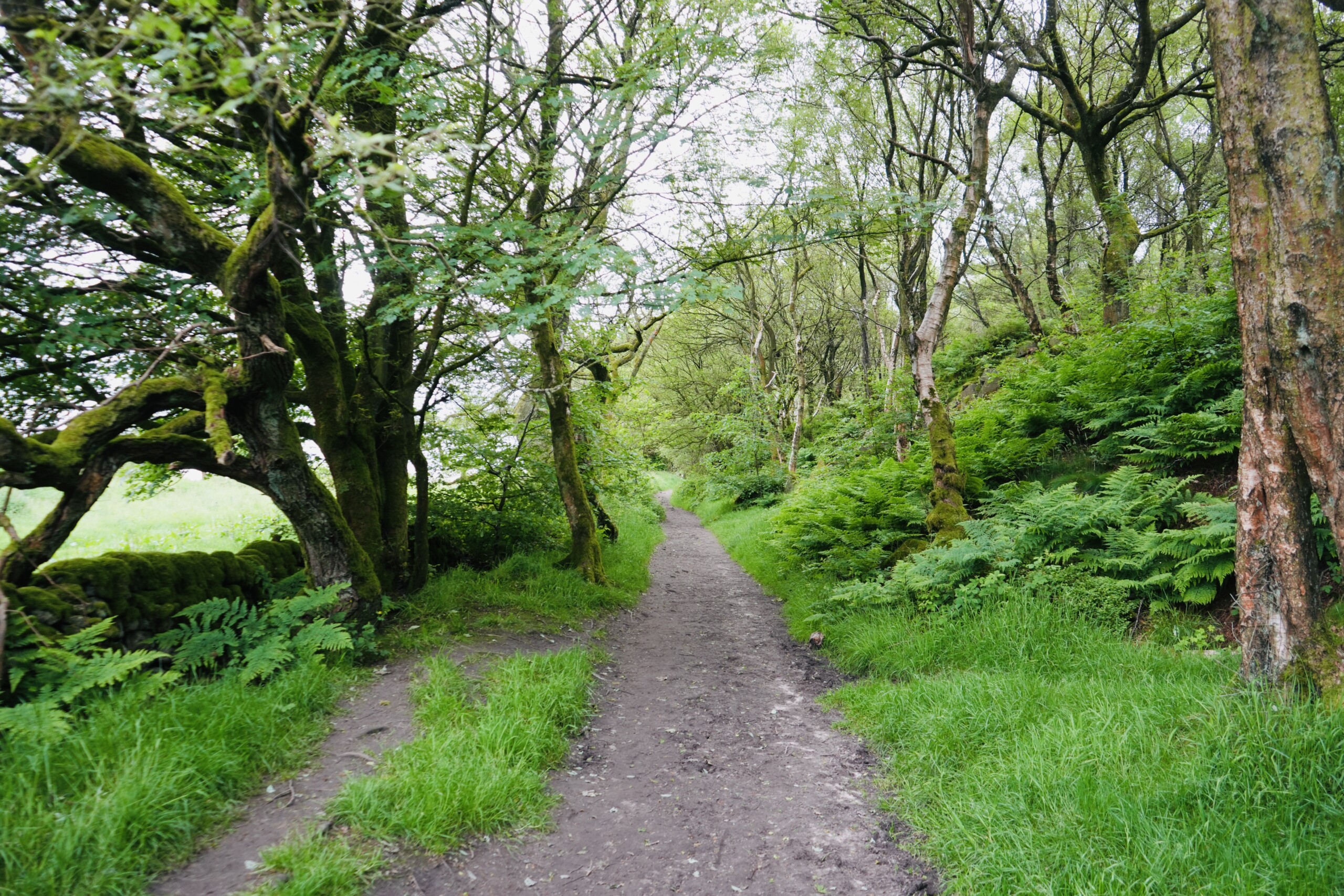 Woodland walk to the nine stone ladies