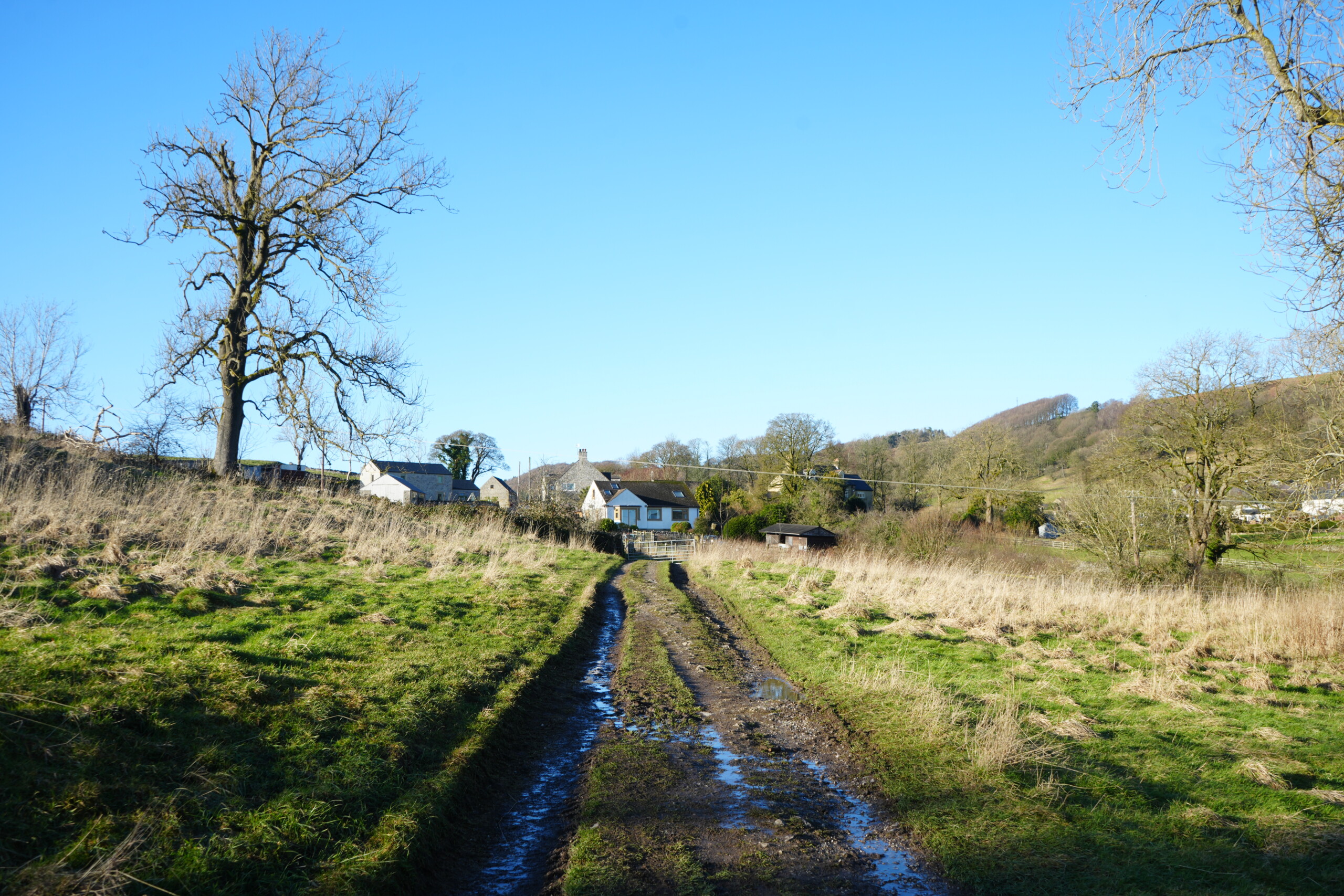 Continue_Along_Path_Through_Farm_Buildings A muddy country track leading towards farm buildings and houses in a rural landscape. The path is flanked by grassy fields with dry, golden vegetation, while a large, leafless tree stands on the left. Rolling hills and trees can be seen in the background under a clear blue sky.
