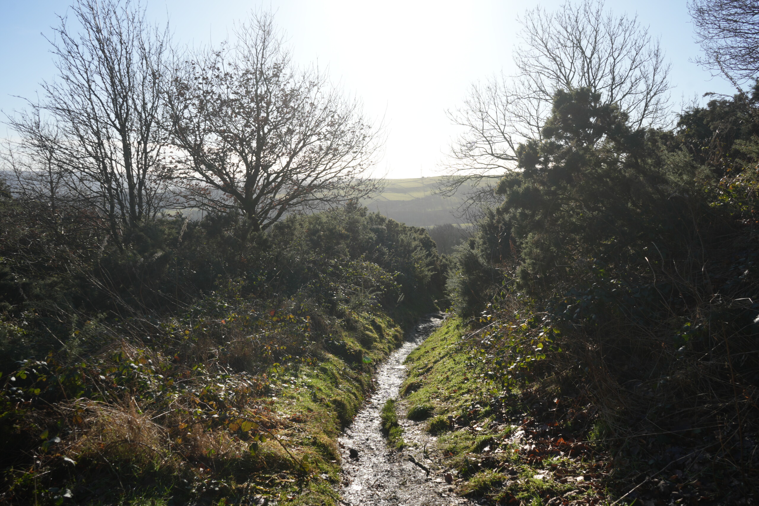 Follow_The_Path A narrow, waterlogged footpath winds downhill through dense gorse bushes and vegetation in Eyam, England. The path glistens in the sunlight, reflecting the damp conditions, while the surrounding greenery is illuminated by the bright sky. Leafless trees stand on either side, framing the view of rolling hills and open countryside in the distance. The landscape stretches into the horizon, creating a peaceful yet rugged atmosphere along this rural walking route.
