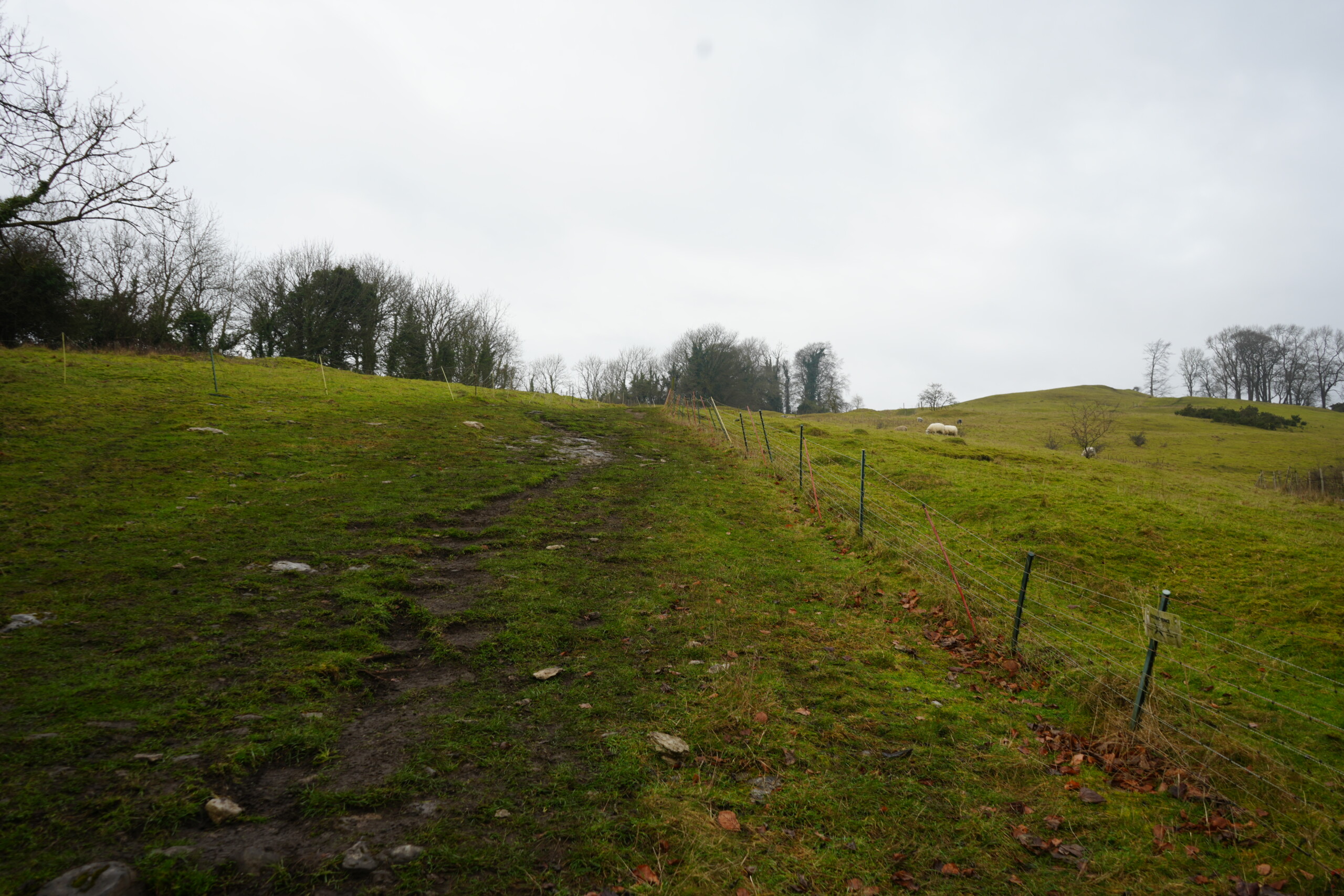Go_Up_The_Steep_Hill A steep, grassy hillside with a worn footpath leading uphill, bordered by a wire fence on the right. The ground appears damp and slightly muddy, with scattered rocks along the path. In the distance, a few sheep graze on the rolling hills, and leafless trees stand against an overcast sky.