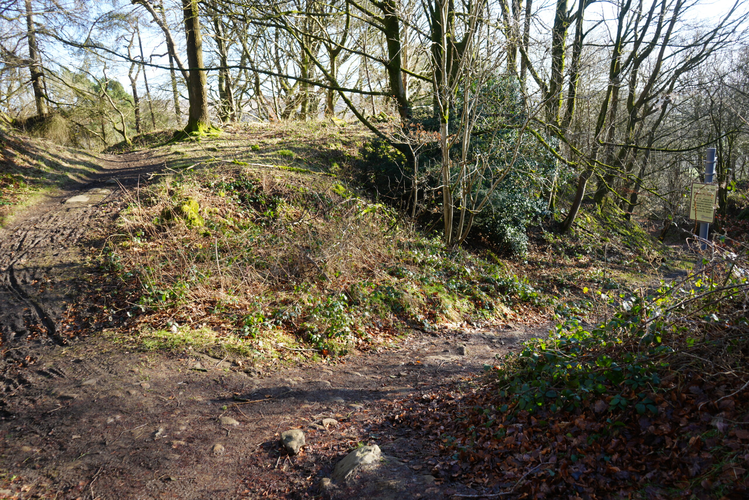 Right_Turn A woodland path in Eyam, England, where a dirt trail forks, offering a choice between continuing uphill to the left or turning right towards a signpost in the distance. The ground is covered in fallen leaves, patches of moss, and scattered rocks. Sunlight filters through the leafless trees, casting shadows on the uneven terrain. Green shrubs and ivy grow along the edges of the path, adding depth to the natural setting. A yellow informational sign is visible on the right, guiding walkers along the route.