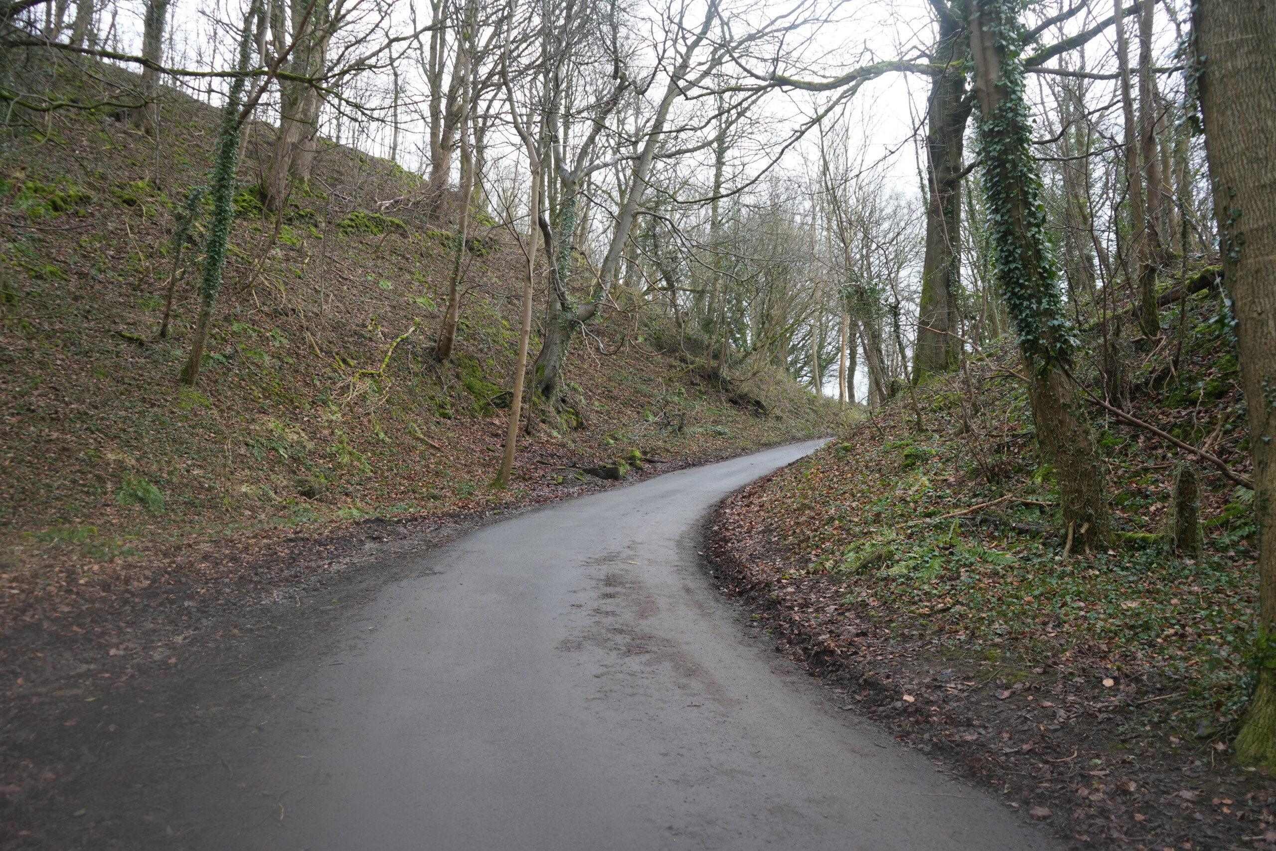 Riley_Lane_1 A narrow, winding country lane in Eyam, England, surrounded by steep, moss-covered banks and a dense woodland of tall, leafless trees. Some trees have ivy climbing their trunks, adding greenery to the otherwise wintry landscape. The damp road curves gently uphill, disappearing into the distance, creating a peaceful and secluded atmosphere. Fallen leaves and patches of mud line the roadside, giving the path a natural, untouched feel.