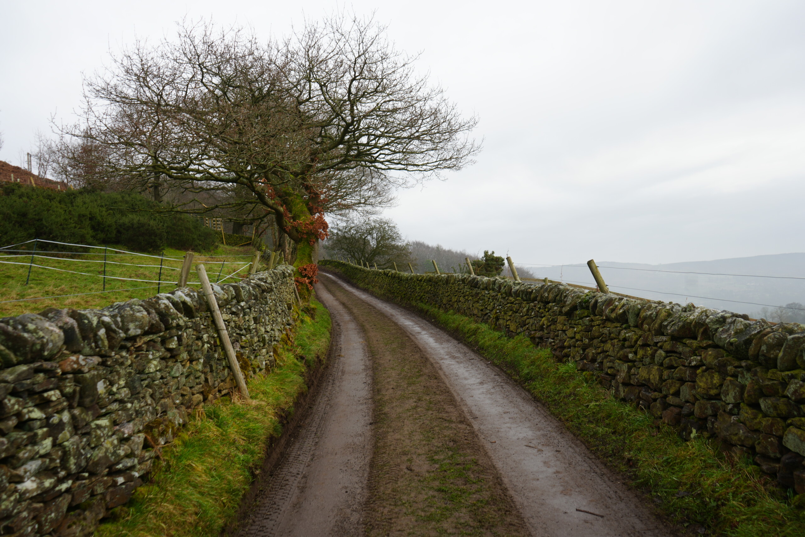 Road_After_Riley_Graves A narrow, muddy country lane in Eyam, England, flanked by two weathered dry-stone walls. The road curves gently to the left, disappearing into the distance. On the left side, a moss-covered tree with twisted branches and a few remaining rusty-orange leaves stands against a fenced grassy field. On the right, the wall overlooks rolling hills and misty countryside. The overcast sky and damp ground contribute to the tranquil yet atmospheric setting of this rural path.