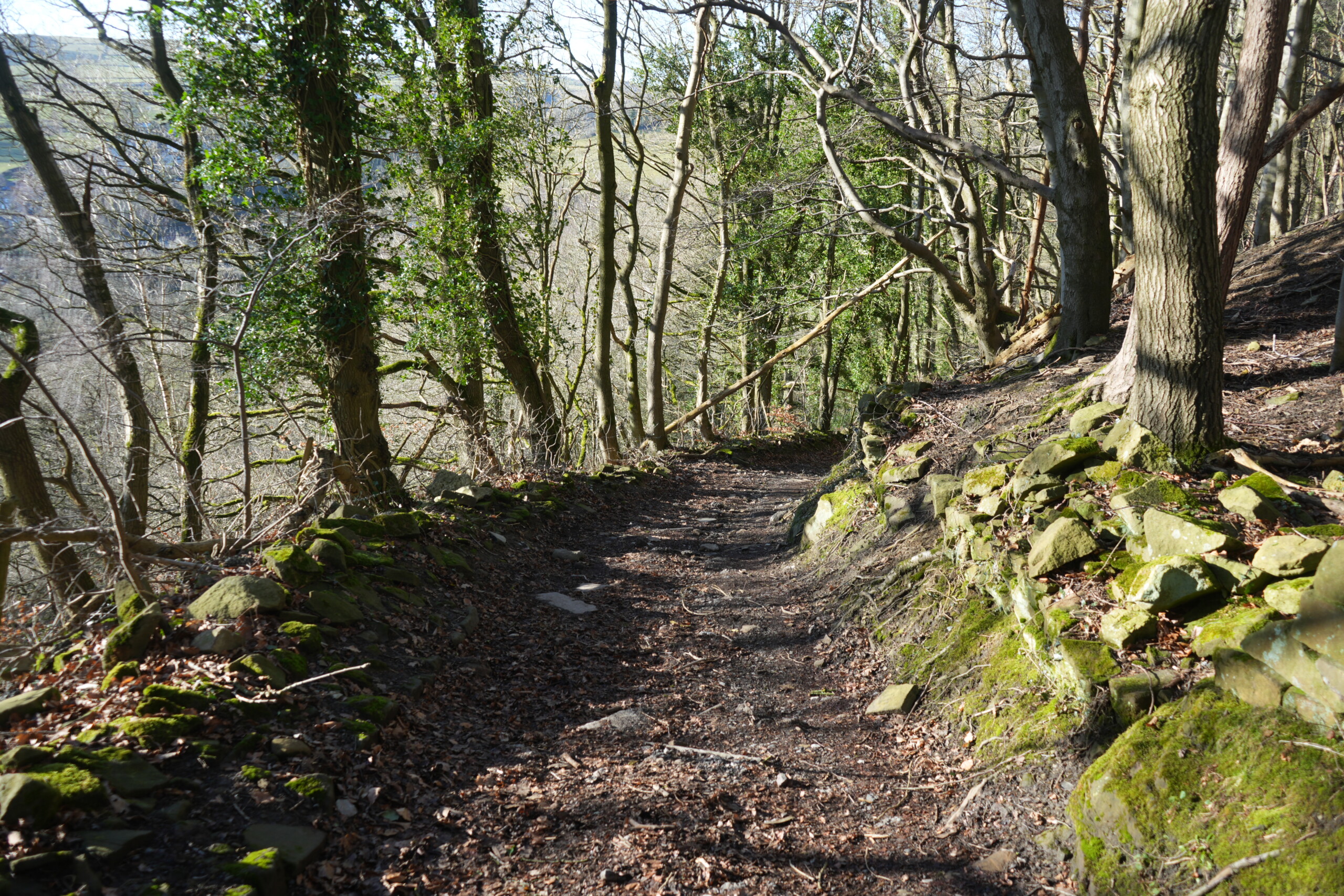 Rugged_Path A rugged woodland path in Eyam, England, winding through a dense forest with trees covered in ivy. The uneven dirt trail is lined with moss-covered stones and scattered leaves, creating a natural, untouched feel. Sunlight filters through the branches, casting dappled shadows on the ground. The steep hillside on the right adds to the secluded and tranquil atmosphere, while the trees on the left open up to glimpses of rolling countryside in the distance.