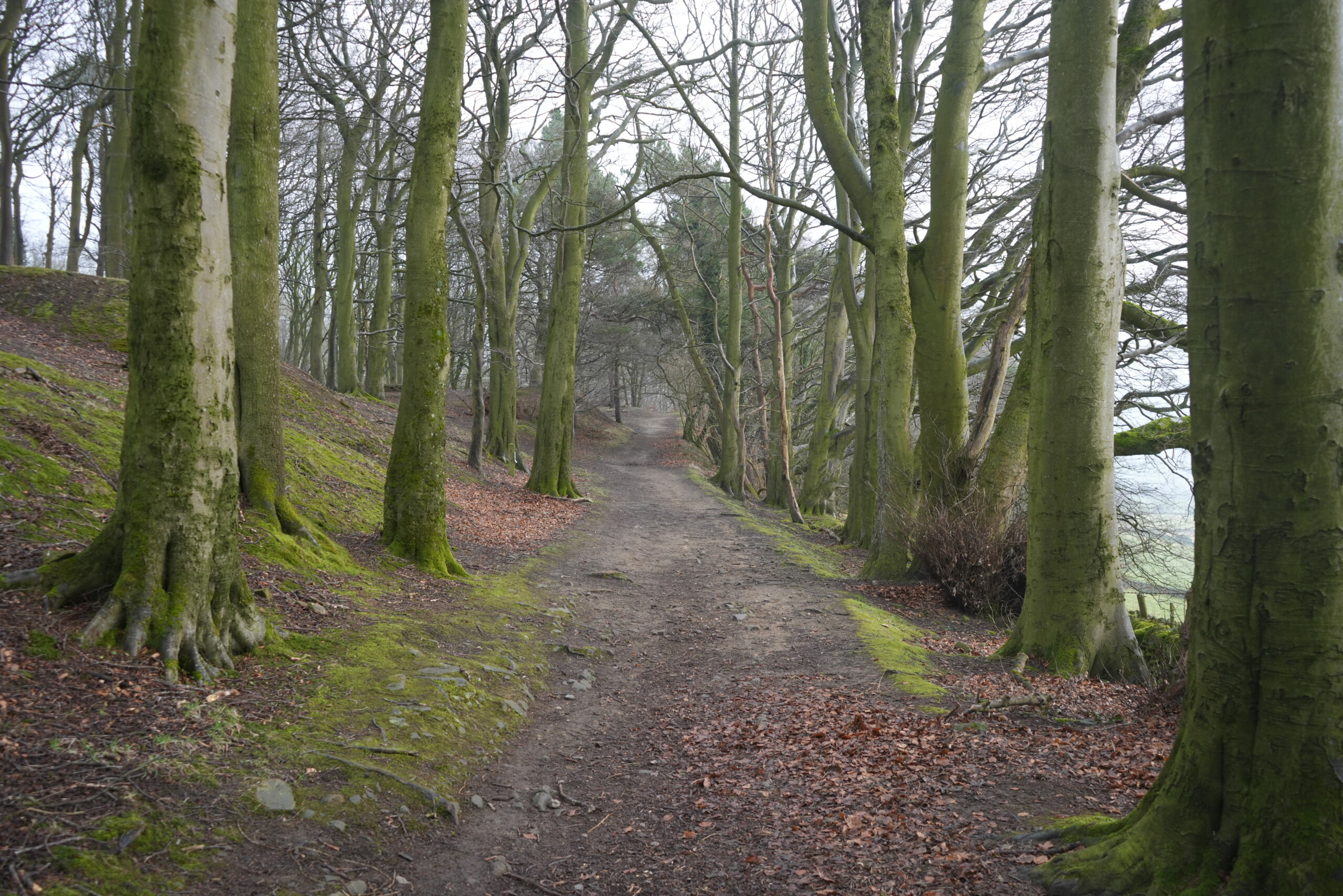 Woodland_After_Riley_Graves A peaceful woodland path in Eyam, England, lined with tall, moss-covered trees. The dirt trail is slightly uneven, with scattered leaves and exposed roots, gently winding uphill into the distance. The trees on either side have bare branches, creating a canopy-like effect, while patches of green moss and fallen leaves cover the ground. The misty atmosphere in the background adds a sense of tranquility and seclusion to the woodland setting.